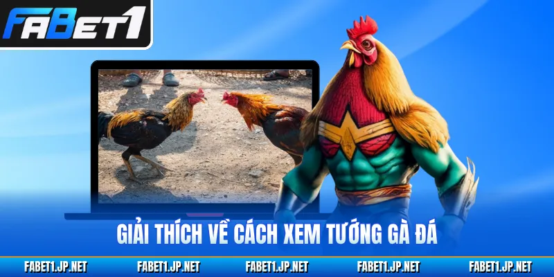 Giải thích về cách xem tướng gà đá