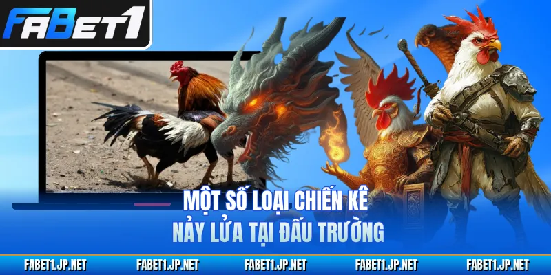 Một số loại chiến kê nảy lửa tại đấu trường